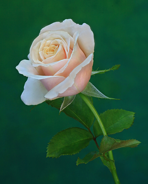 Pink Rose at Arboretum 1a   P O'Malley